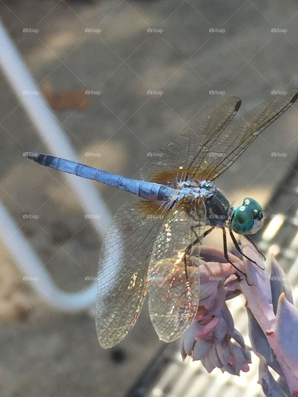 Dragonfly, Insect, Nature, Fly, Animal