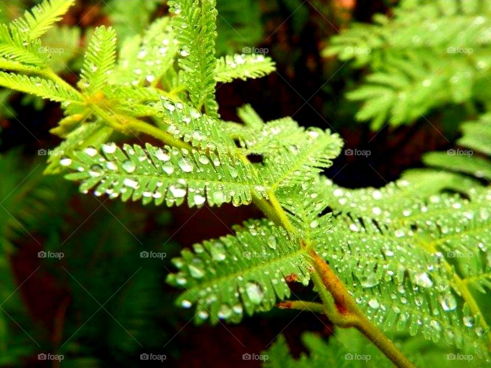 leaves with dow drops