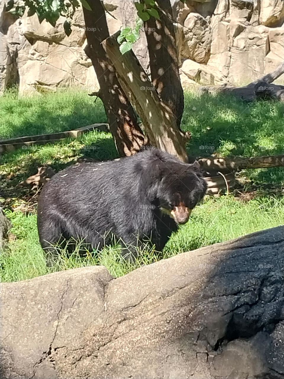 Black bear in enclosure at Smithsonian Zoo in Washington DC