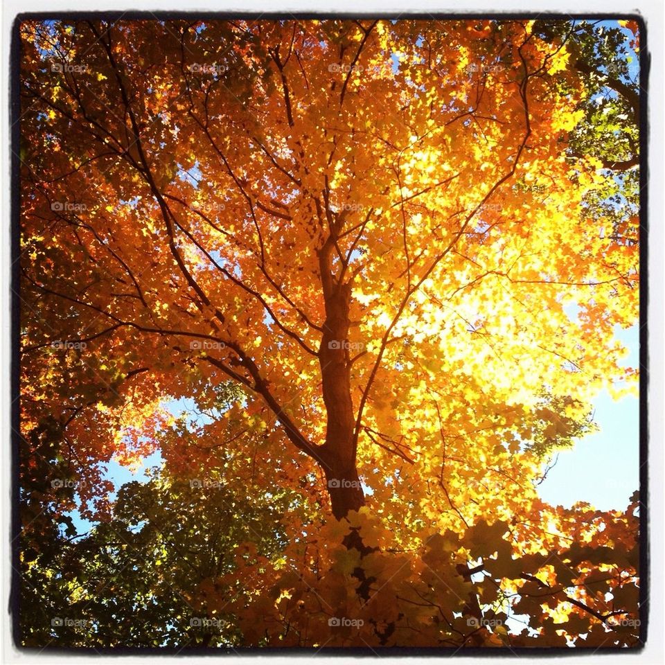 Fall beauty 