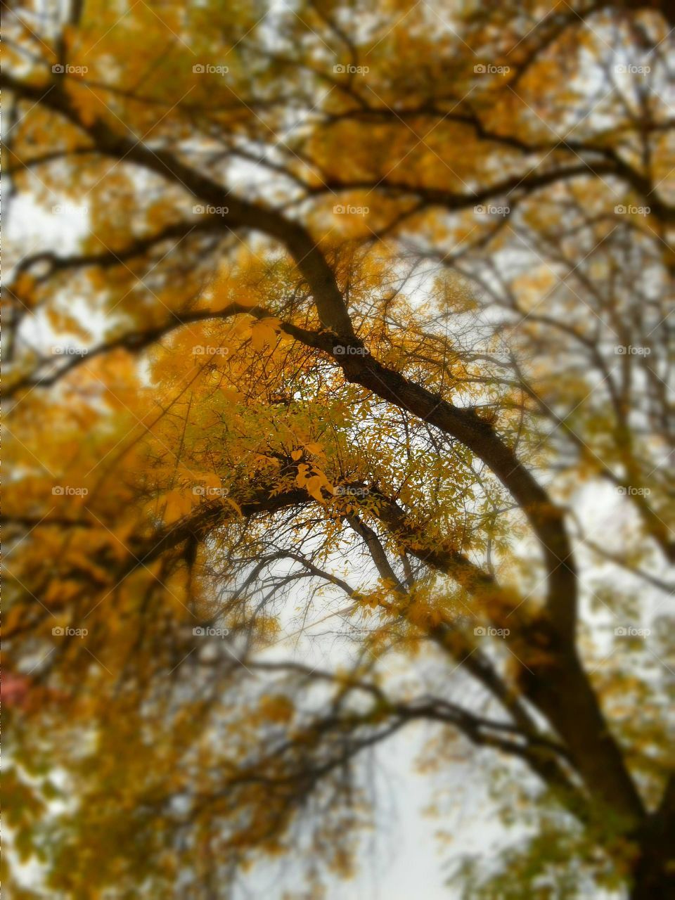 autumn branch tree