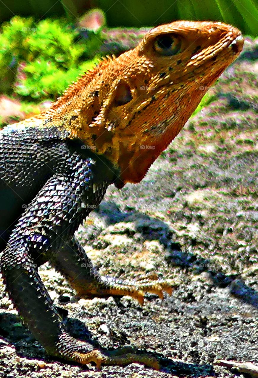 World in macro - A scaly, orange headed desert lizard stands guard over his territory, on a hot, humid day