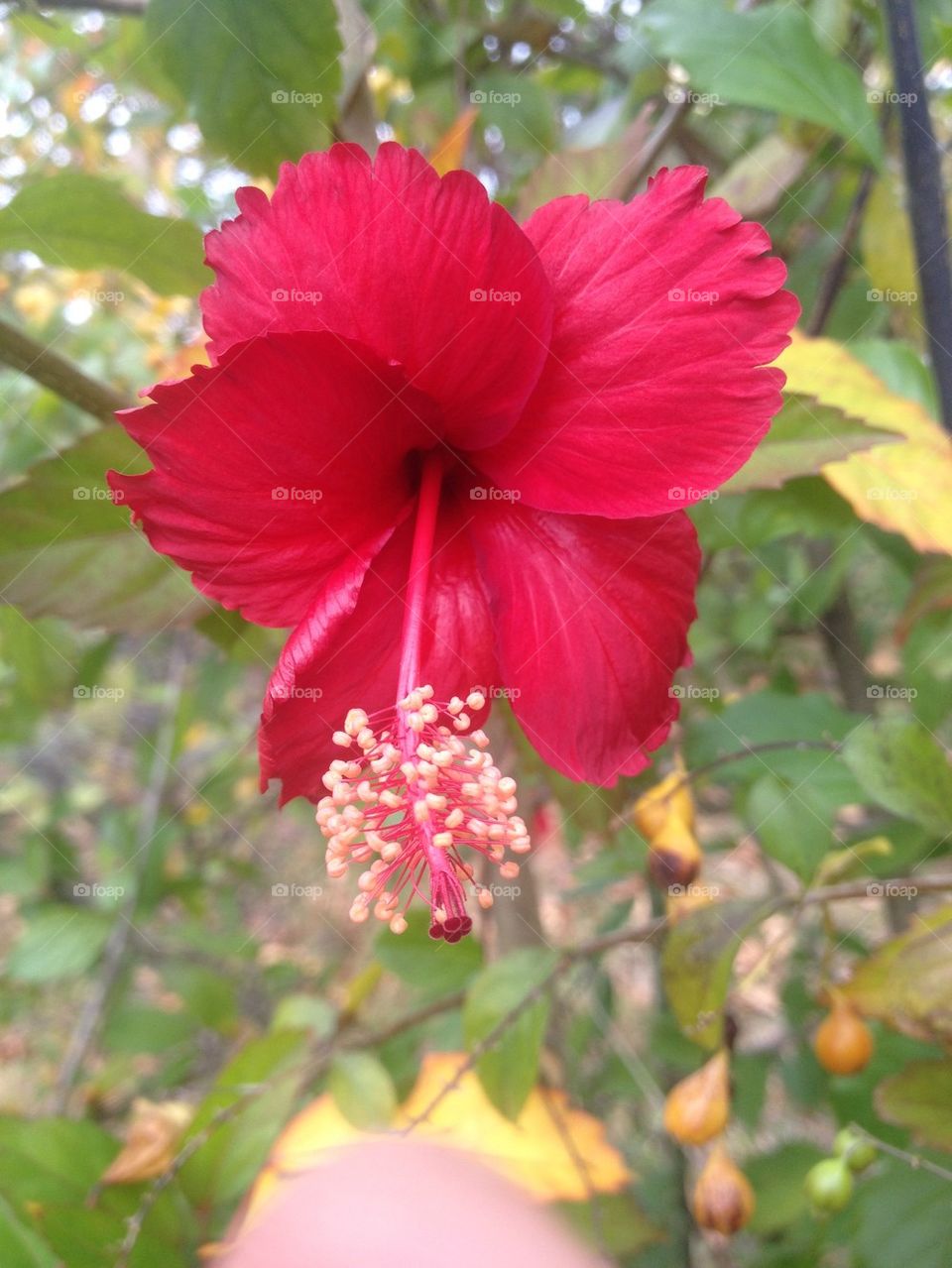 Red Hibiscus