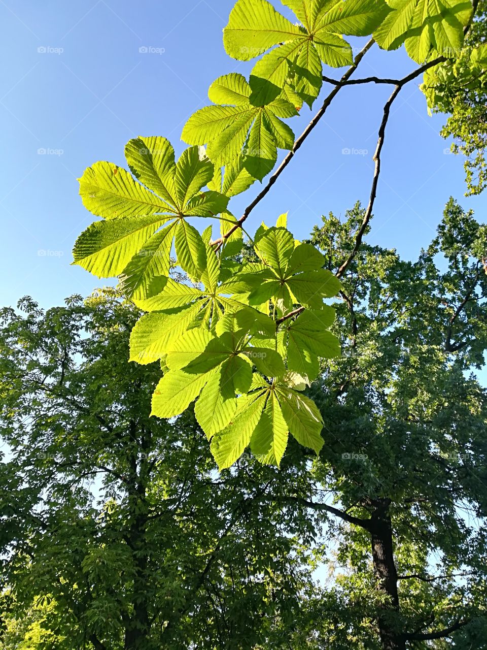 Chestnut in the summer