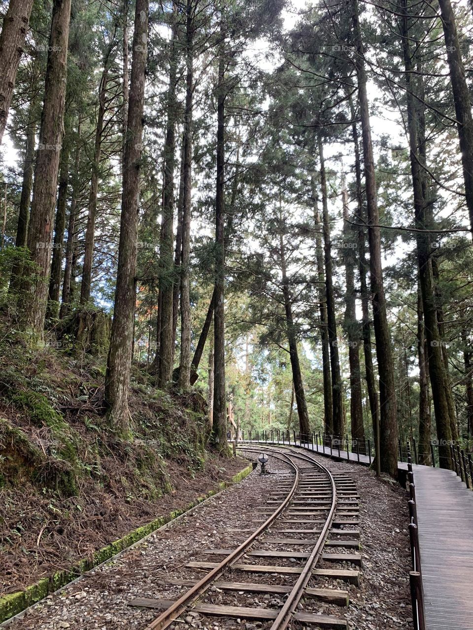 Tree and railway 