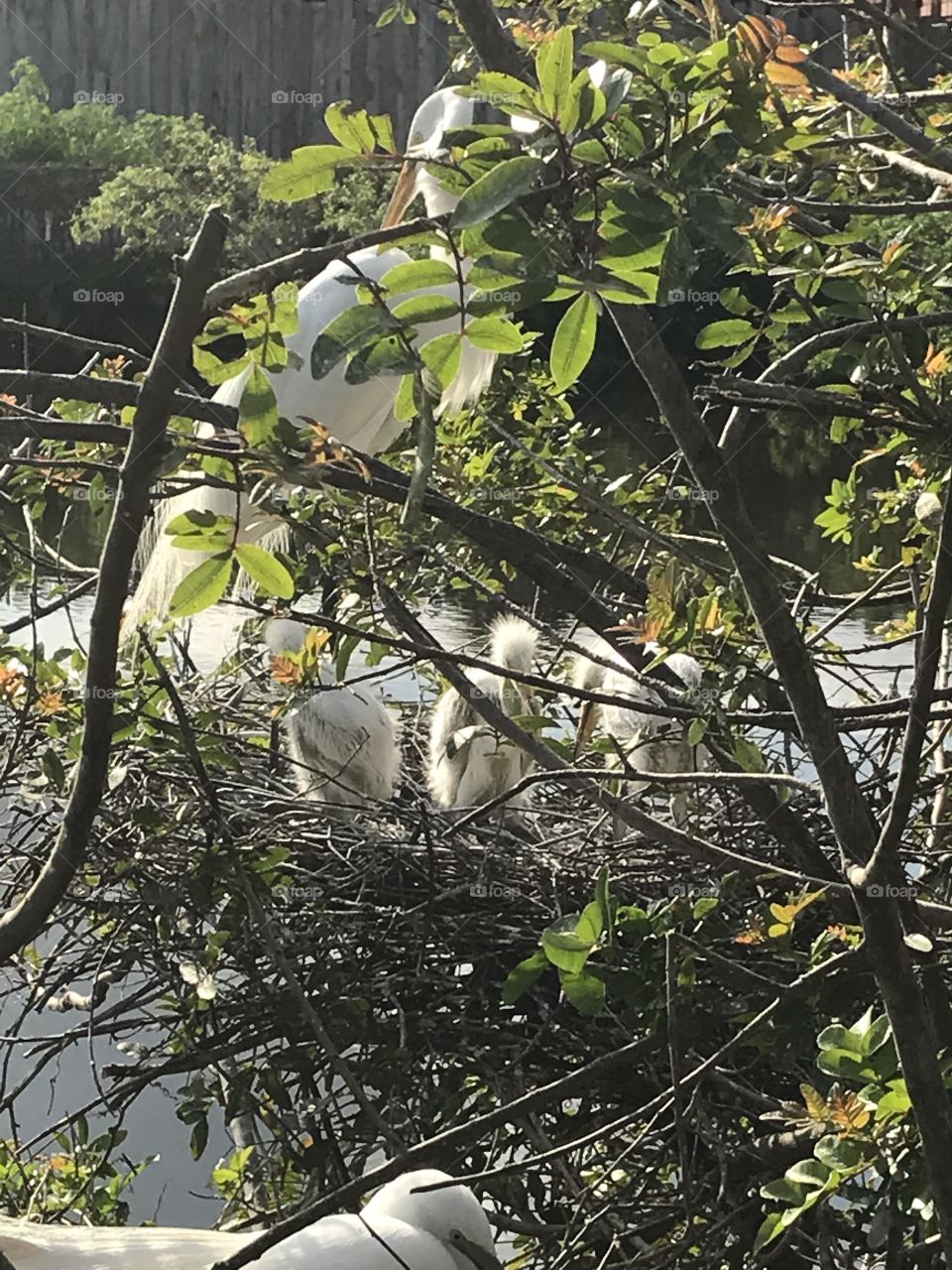 A mother and her chicks hidden in the low thicket