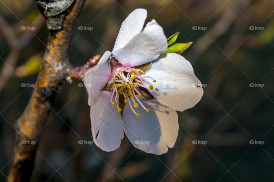 Apricot flower.