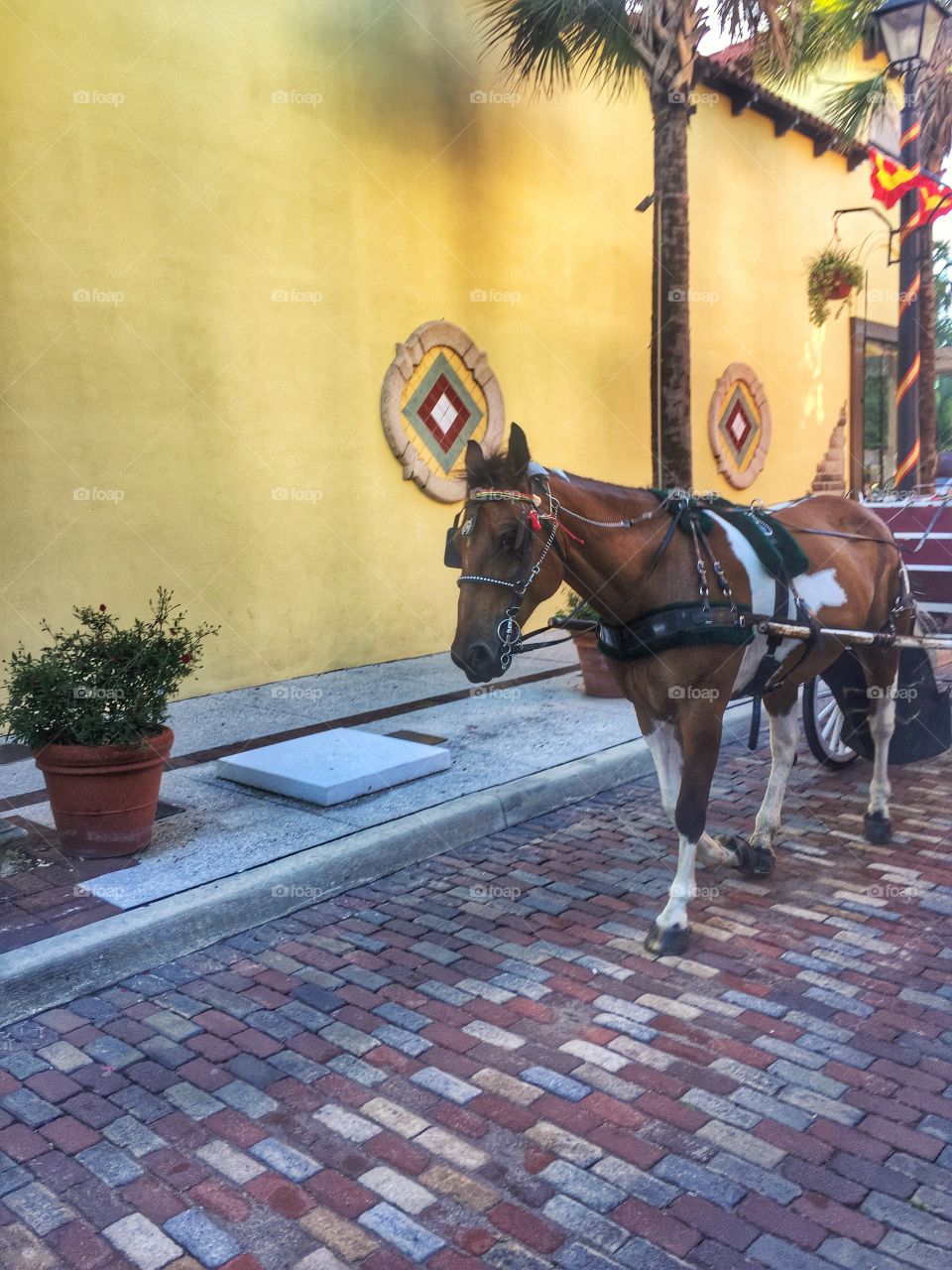 Horse drawn carriage . A horse pulling a carriage 