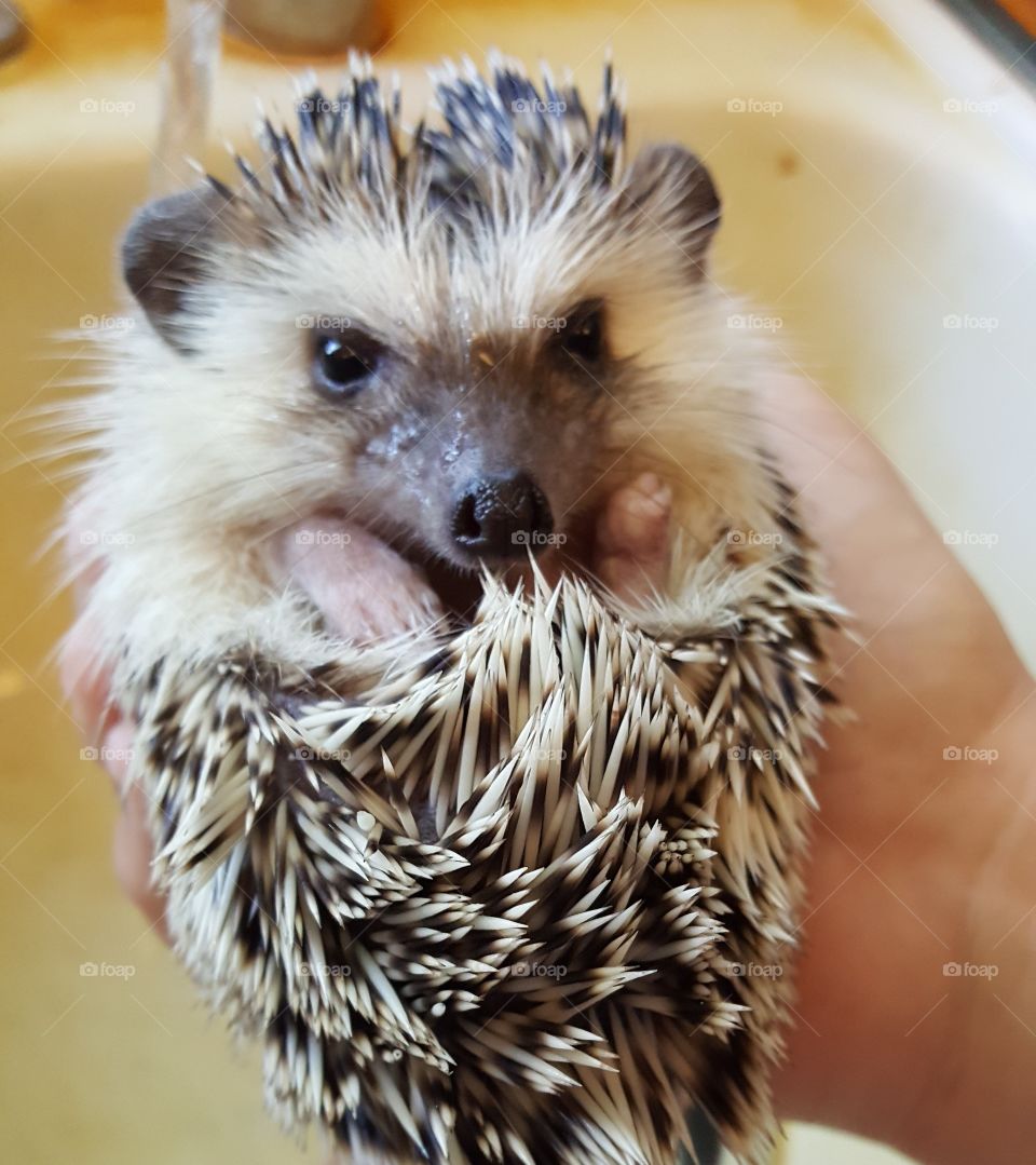 hedgehog