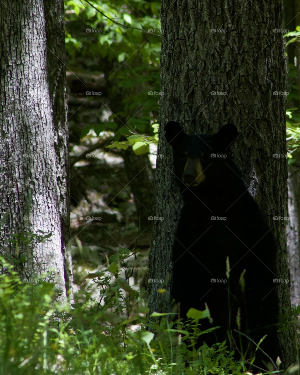 Where are you going with that trashcan? A Young Black bear leaned up against a tree