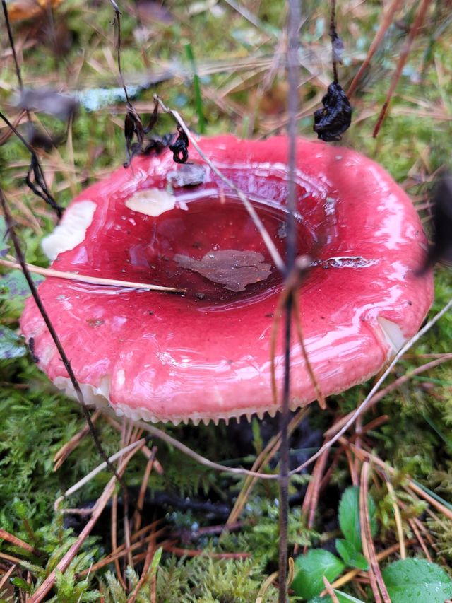 mushroom