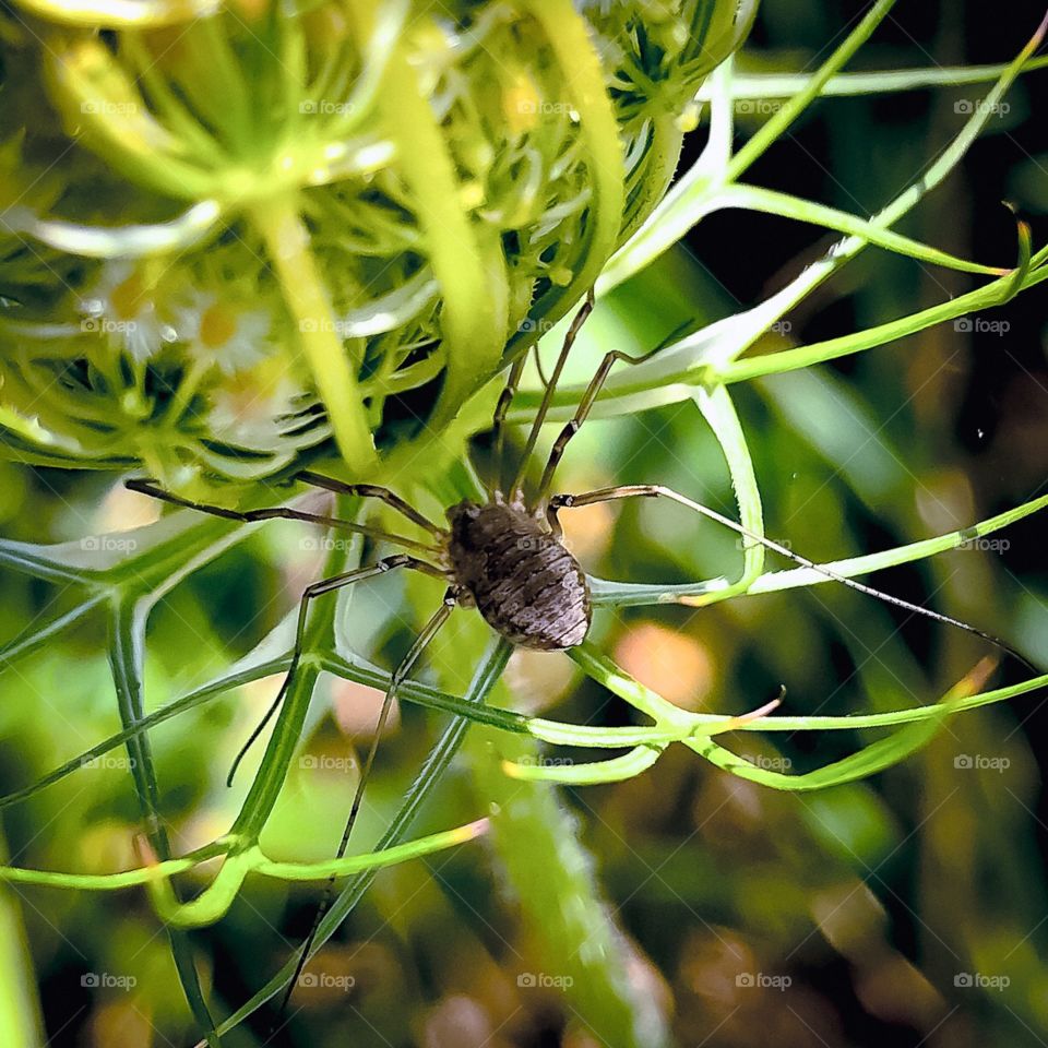 Balancing Spider