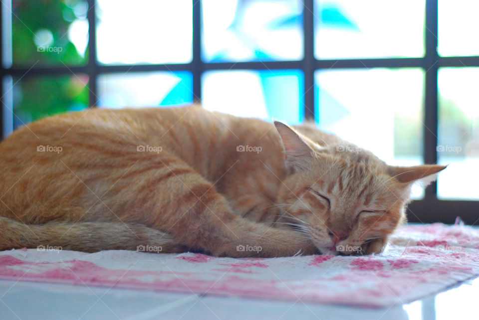 orange cat tiger mammals by cate