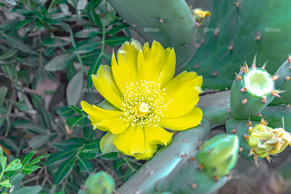 Opuntia