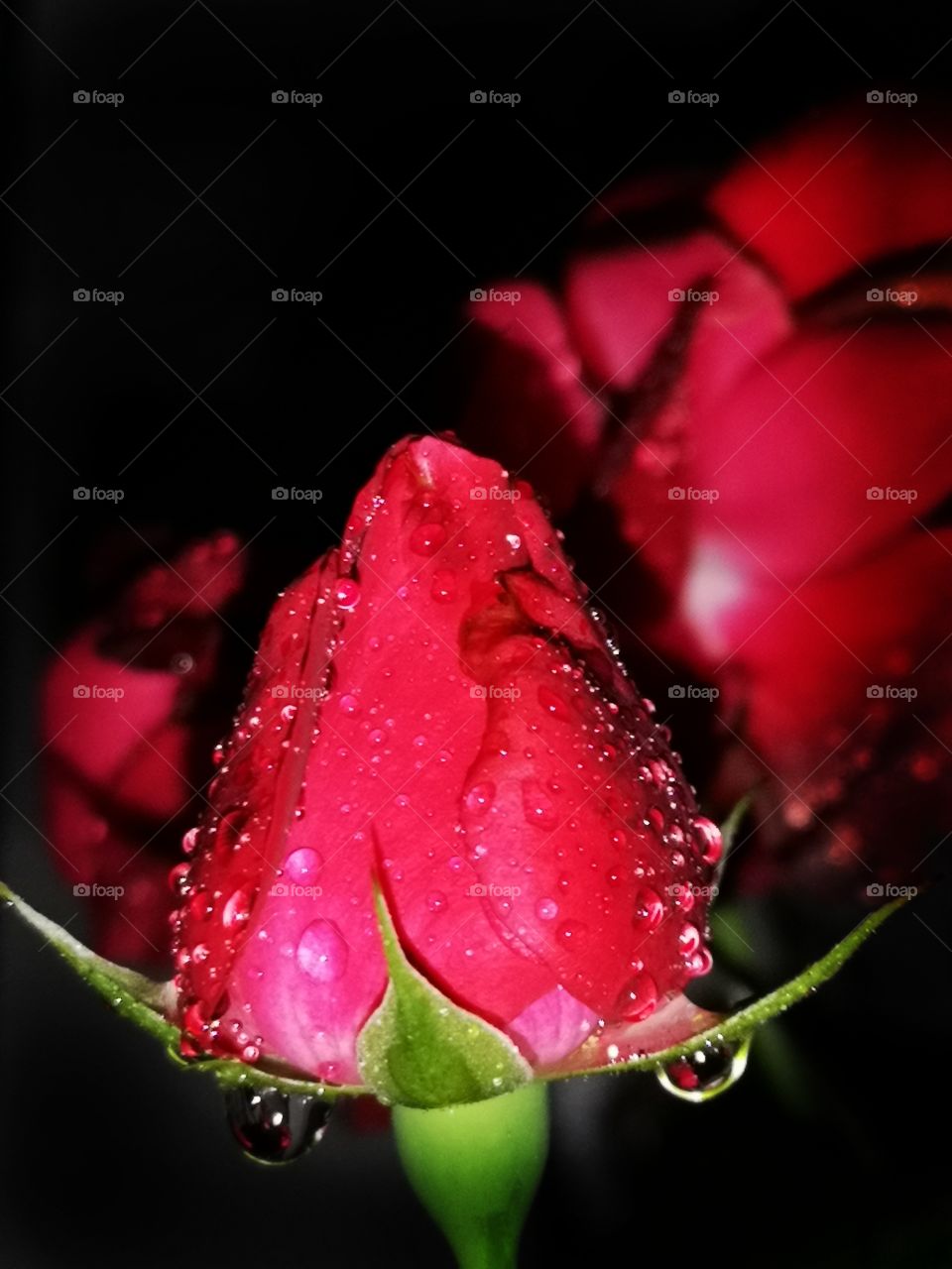 Red rose in night drops