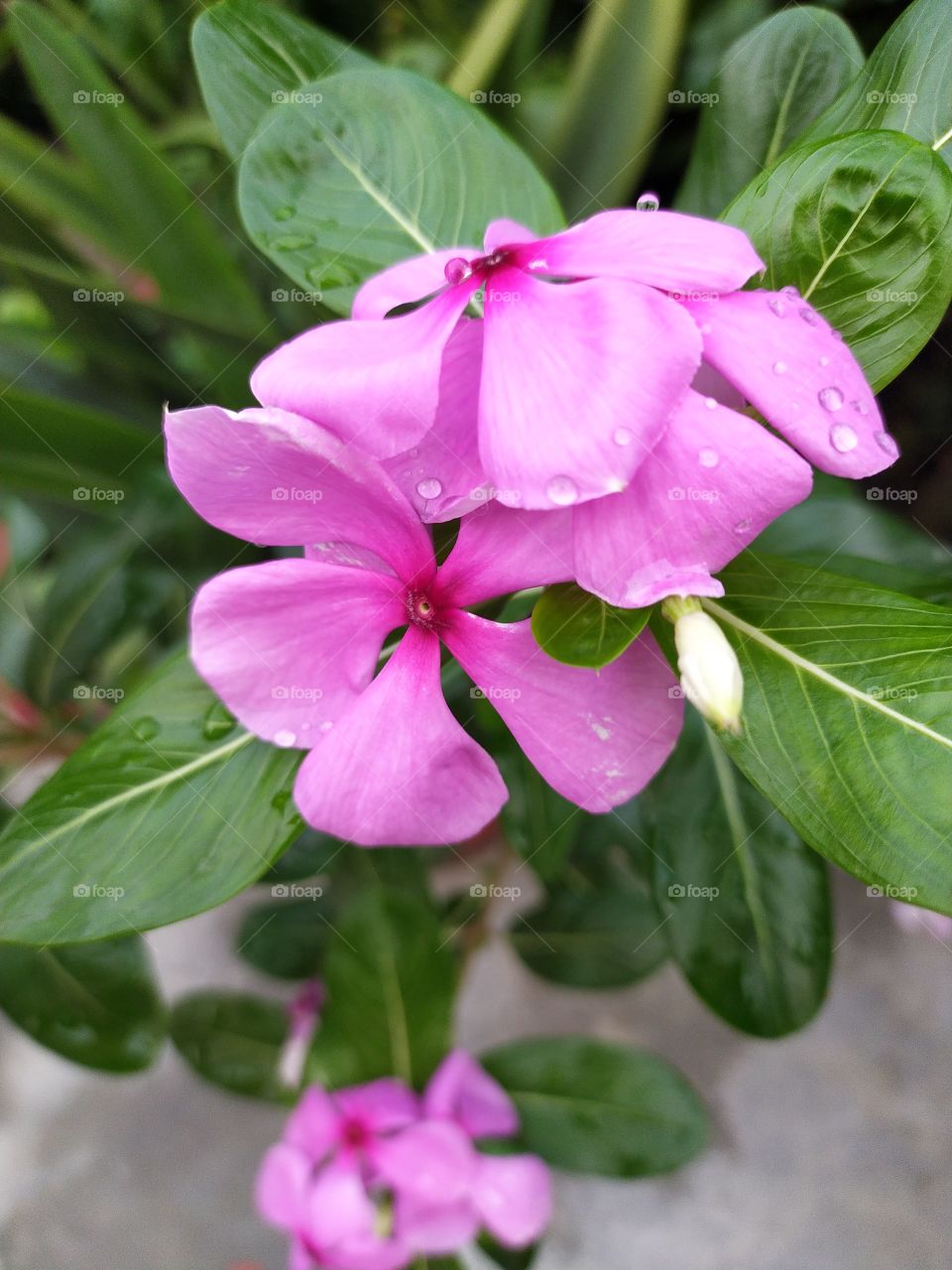 Periwinkle in glory again