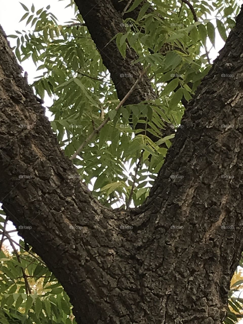 Looking through a Y-shaped tree.