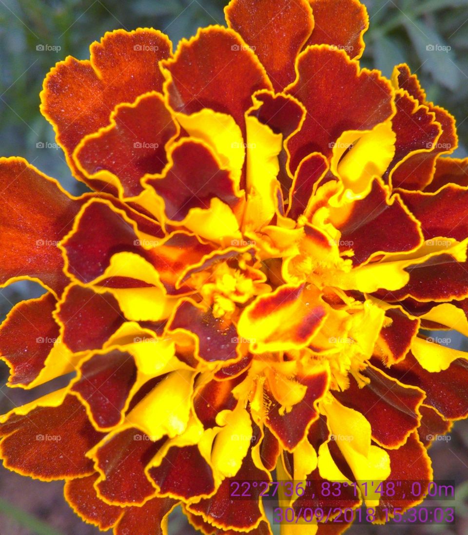 A very beautiful coddle flower natural color in the nice flower.