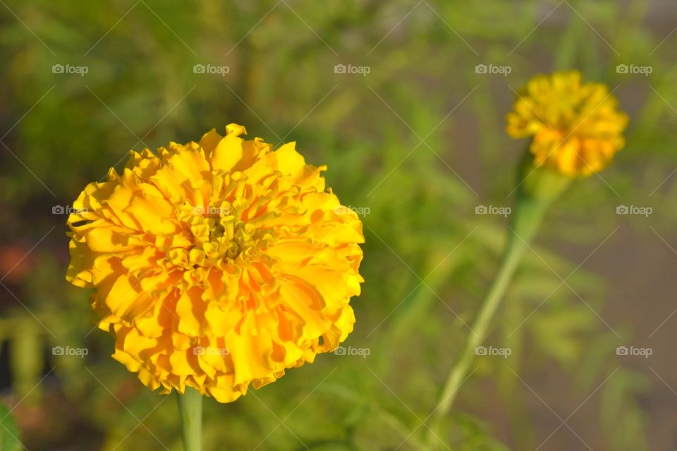 laughing marigold
