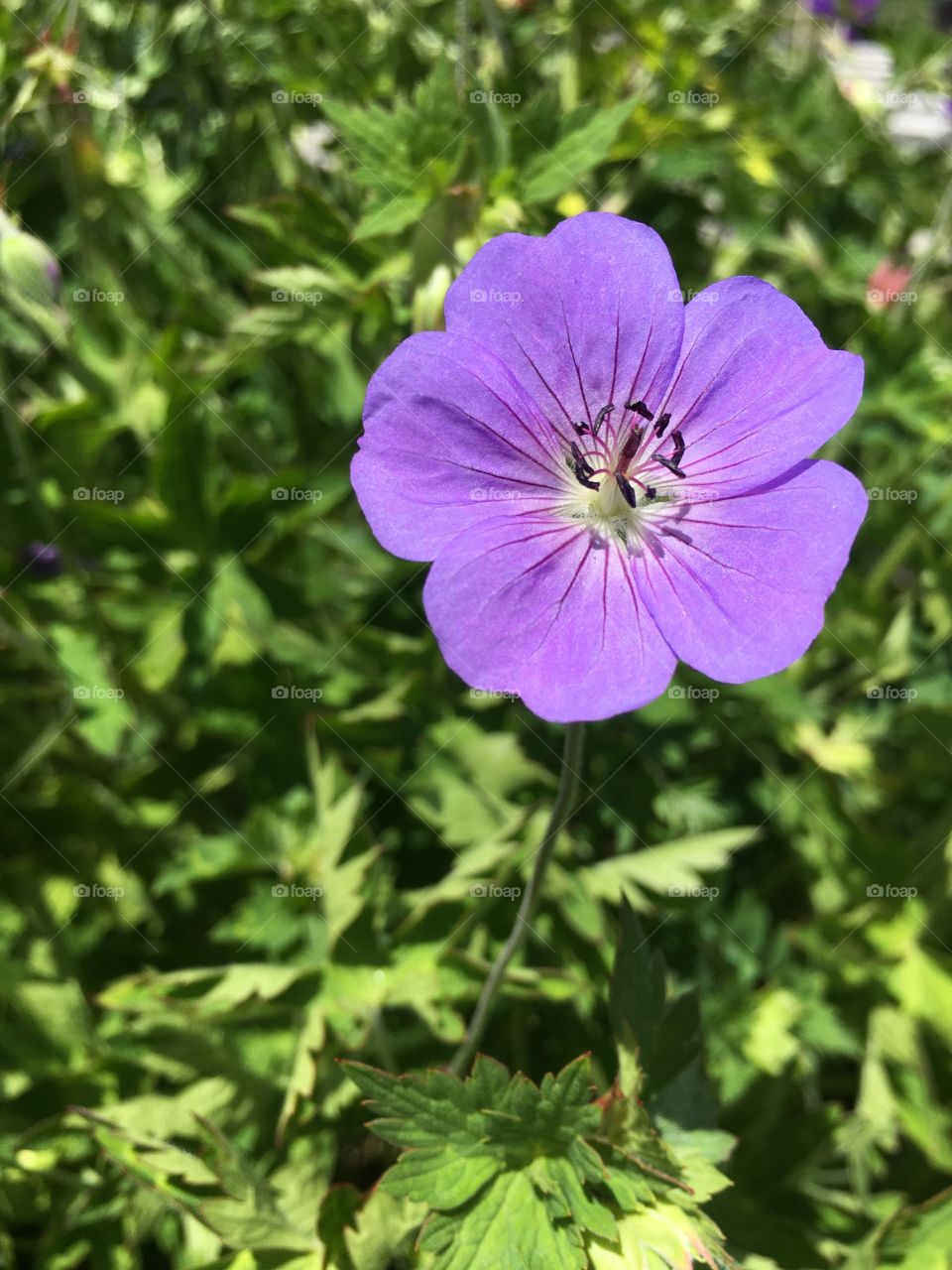 Violet flower 