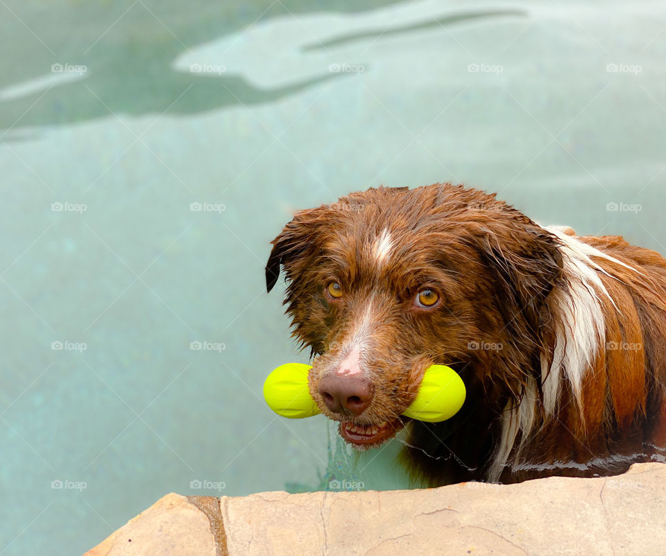 High angle view of a dog with a toy in his mouth looking up 