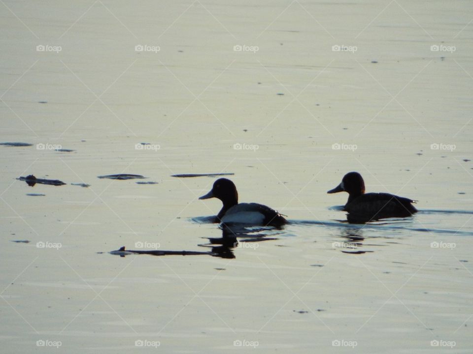 Ducks on the Mississippi River 