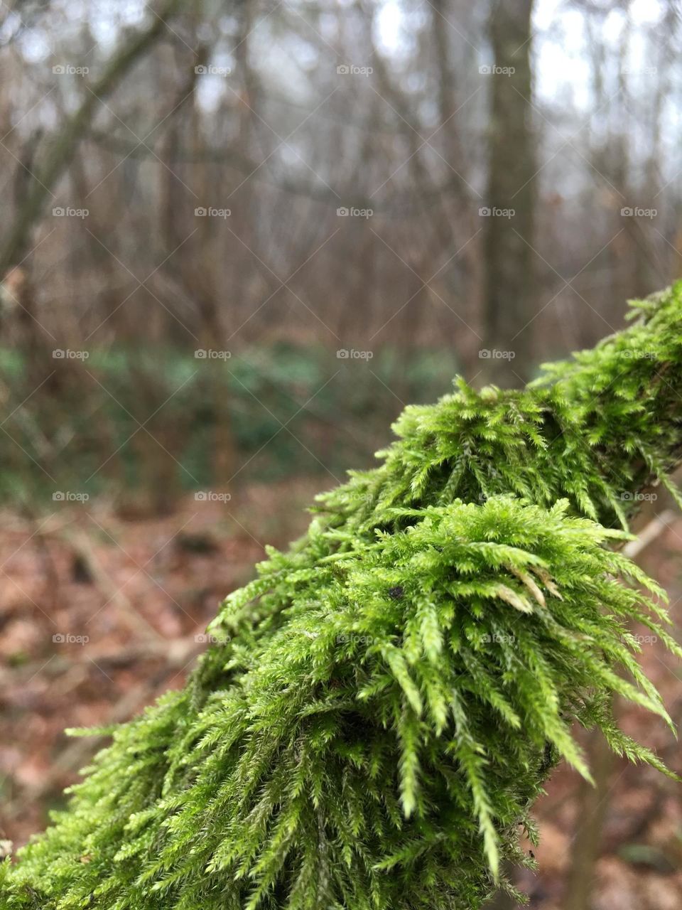 Moss at the forest 