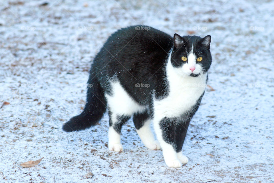 cat's hump. black-and-white cat making a hump