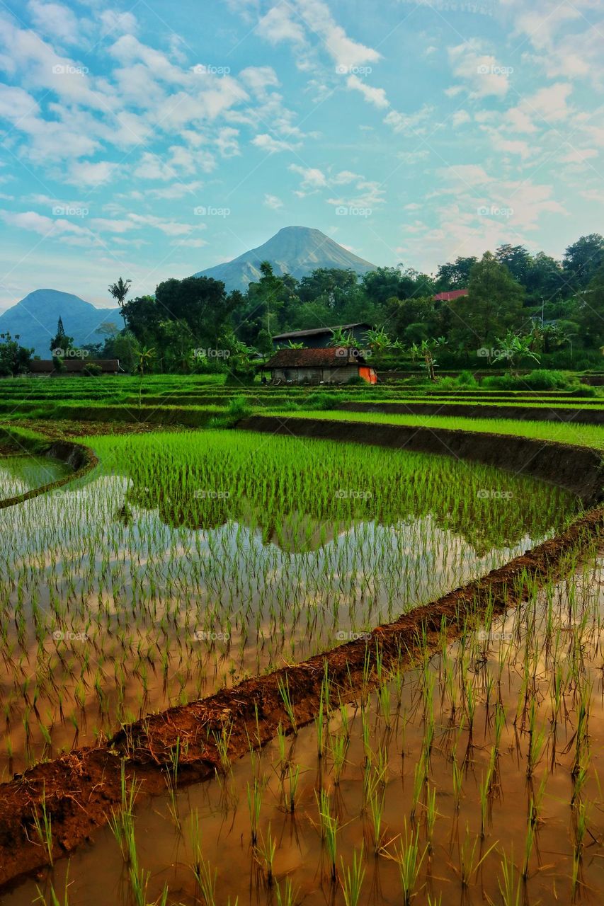 scenic view in the morning, rice field, trees, mountain, cloud and sky