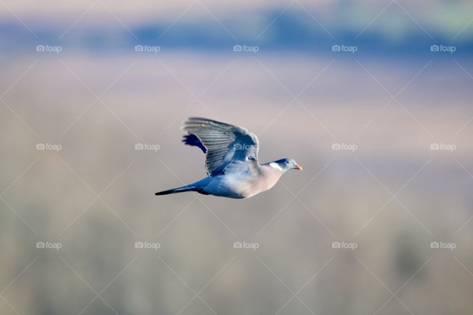 pigeon in flight