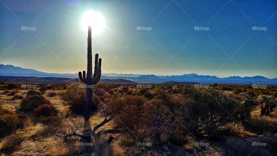 Capturing the magic of the desert