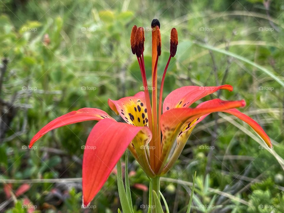 Wild lily 