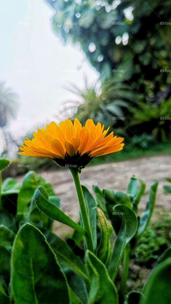 That flower looks so delicate and beautiful, surrounded by those lush green leaves. It's like a little work of art in nature's gallery. ๐ผ๐ฟ