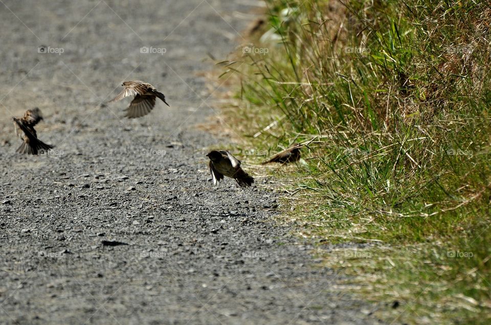 New Zealand river birds