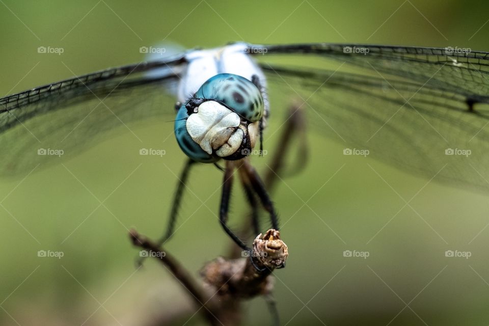 Foap, World in Macro: A Great Blue Skimmer tilts its head, eyeing insects as they fly about. But it appears that he is laughing hysterically. 