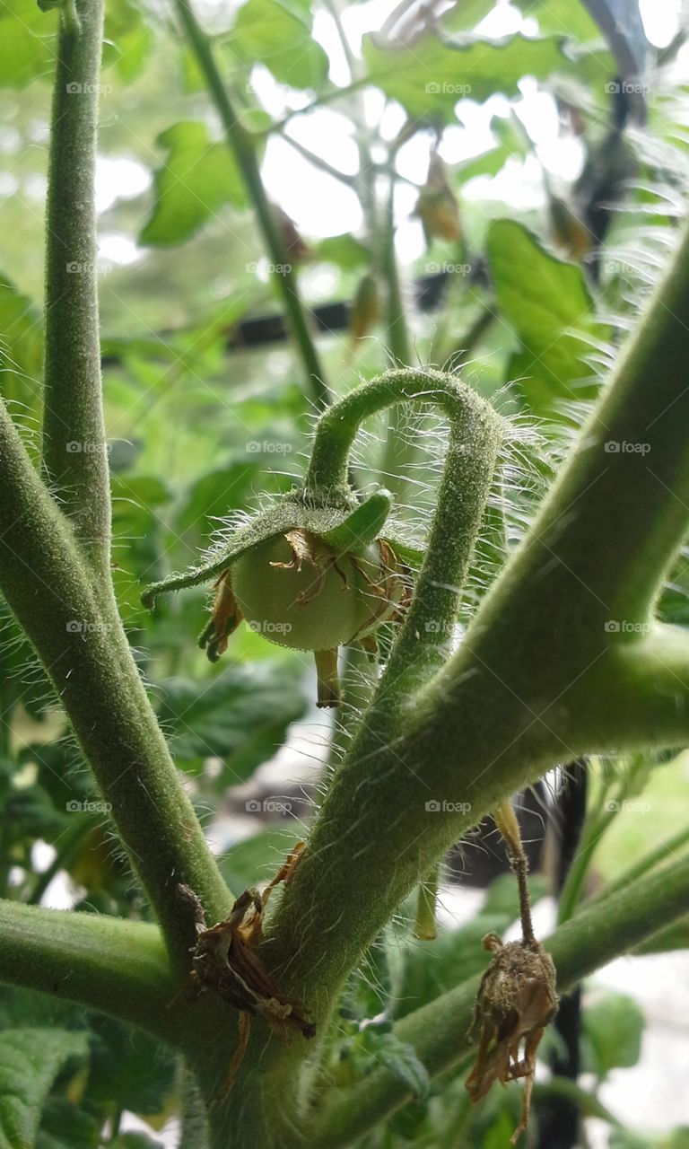 Baby Tomato. in the garden