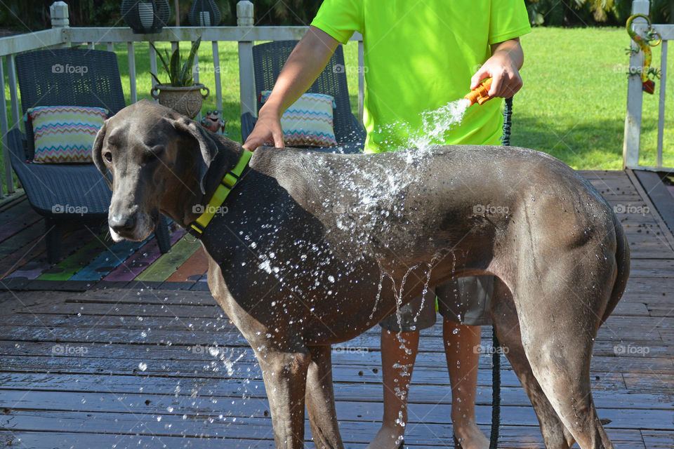 My son washing our big blue Dane 