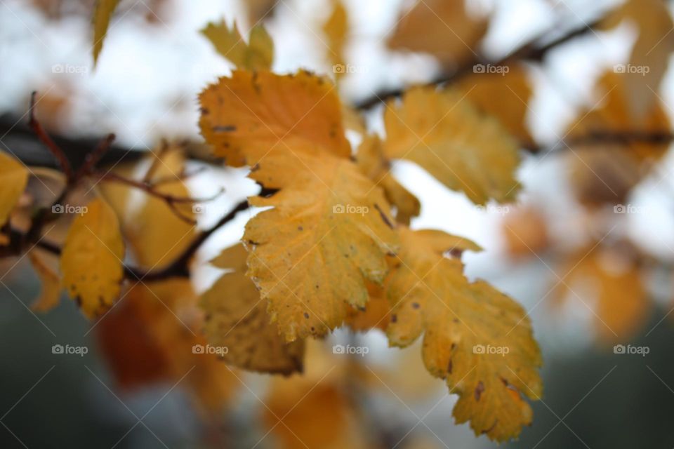 Brown leaves in autumn