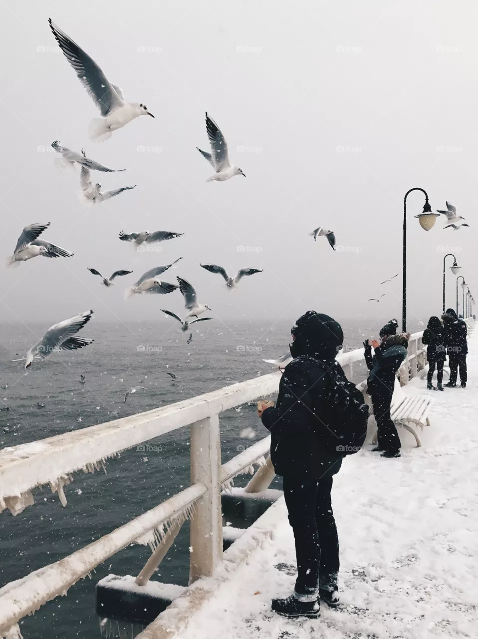 Seagulls