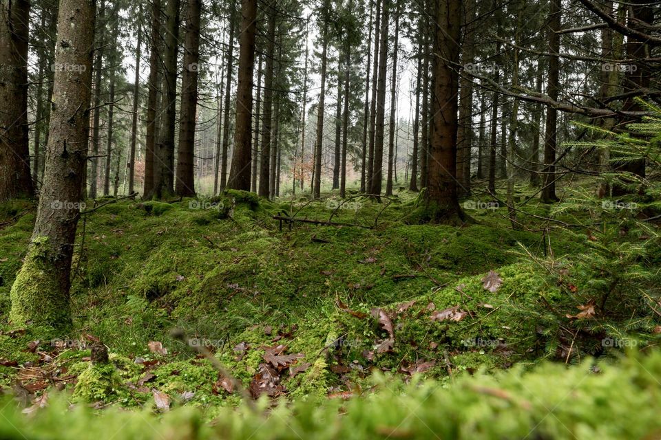Old forest with tall pine trees and the ground is covered in deep green soft moss 