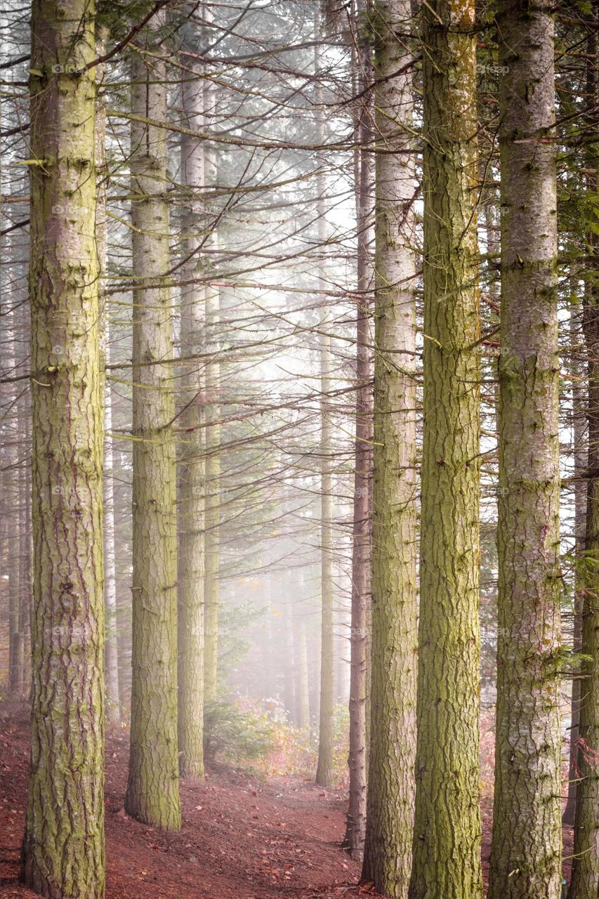 Fog surrounding trees in forest .