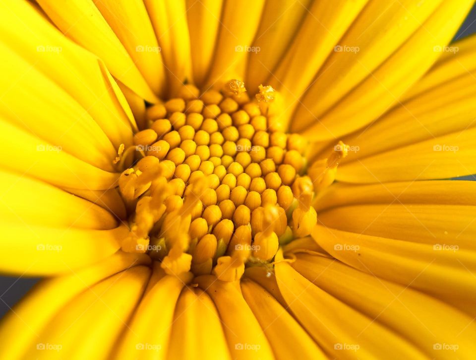 Floral photography - Yellow color - Macros 