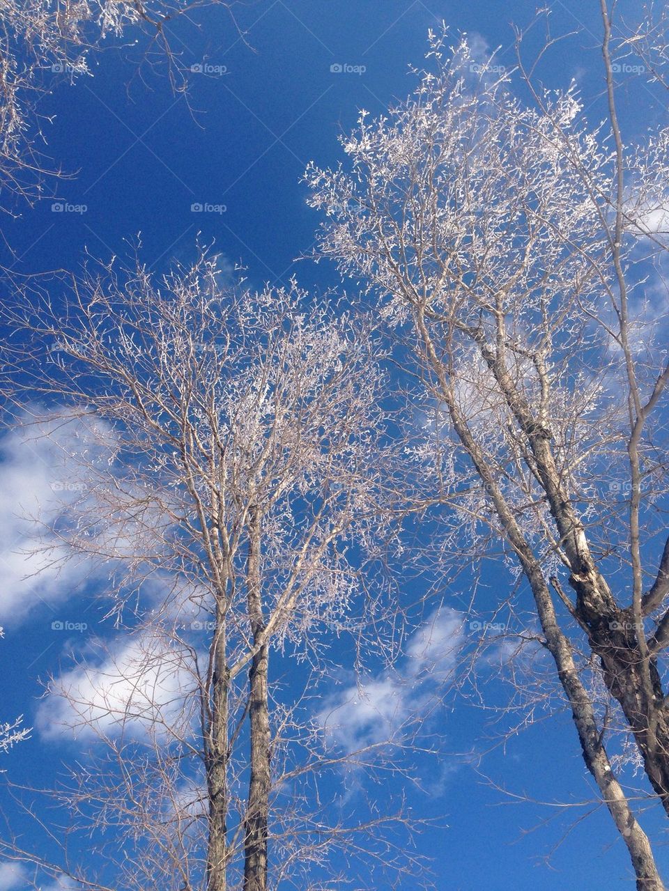 Ice Trees