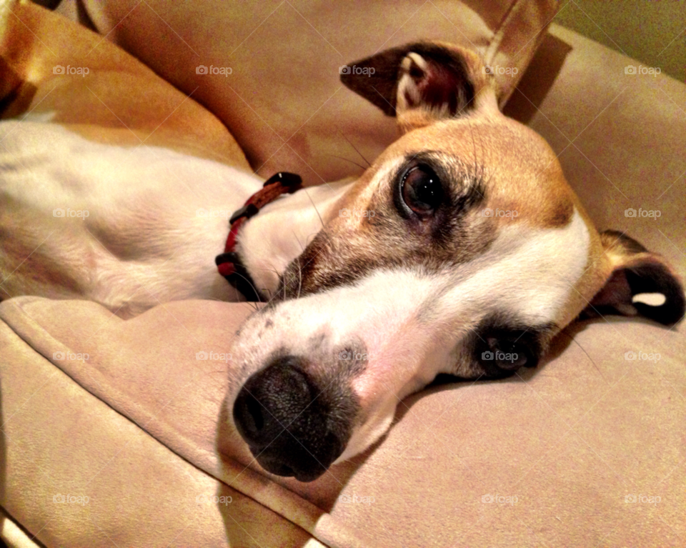 photography dog small pets by jmsilva59