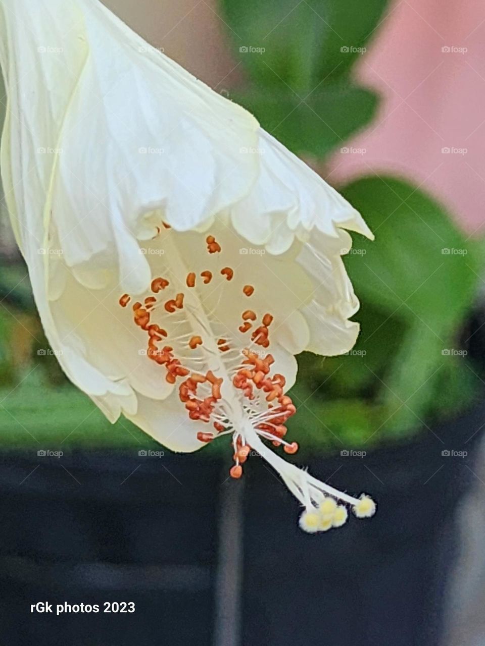 rising early white petal