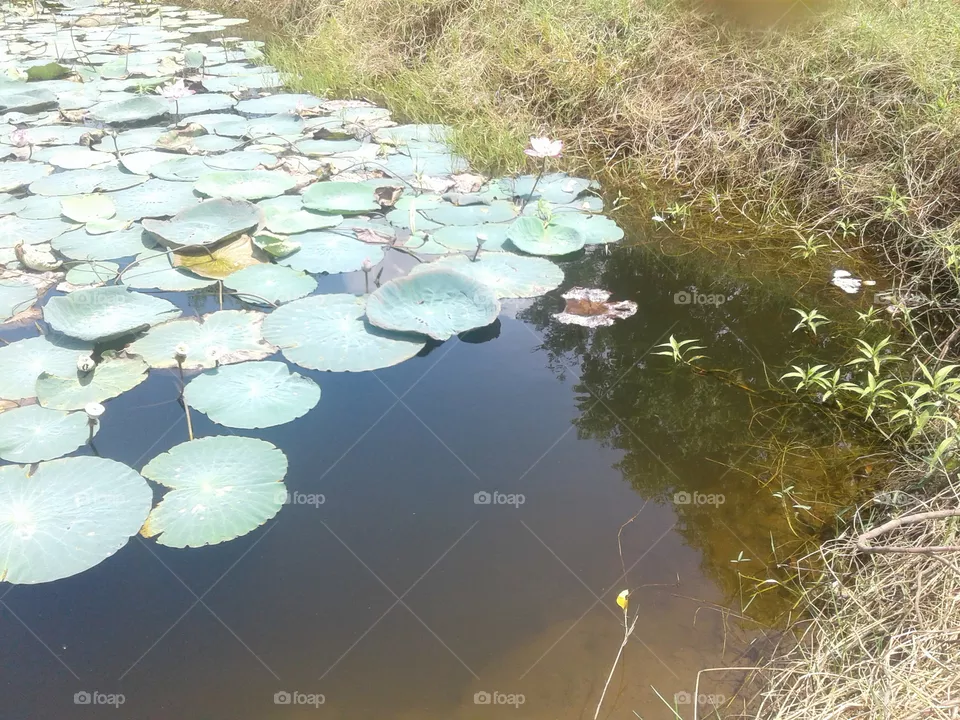 nature