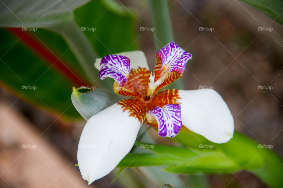 White, orange and purple orchid.