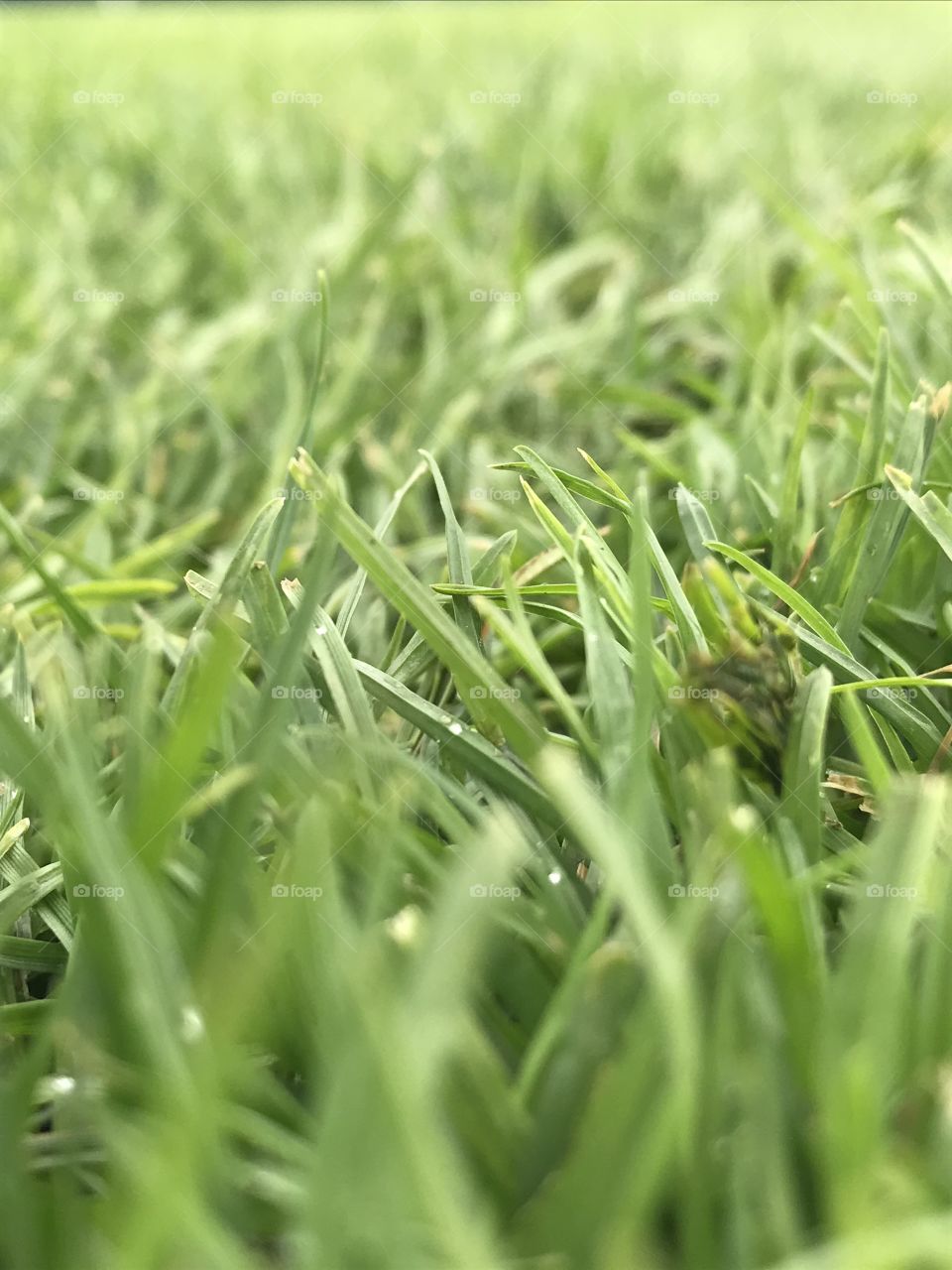 Green grass