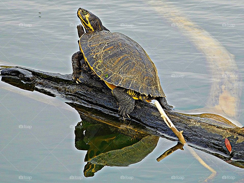 Wild Animals of The United States Foap Mission - Turtle relaxing on a tree limb in the water and projecting his image 