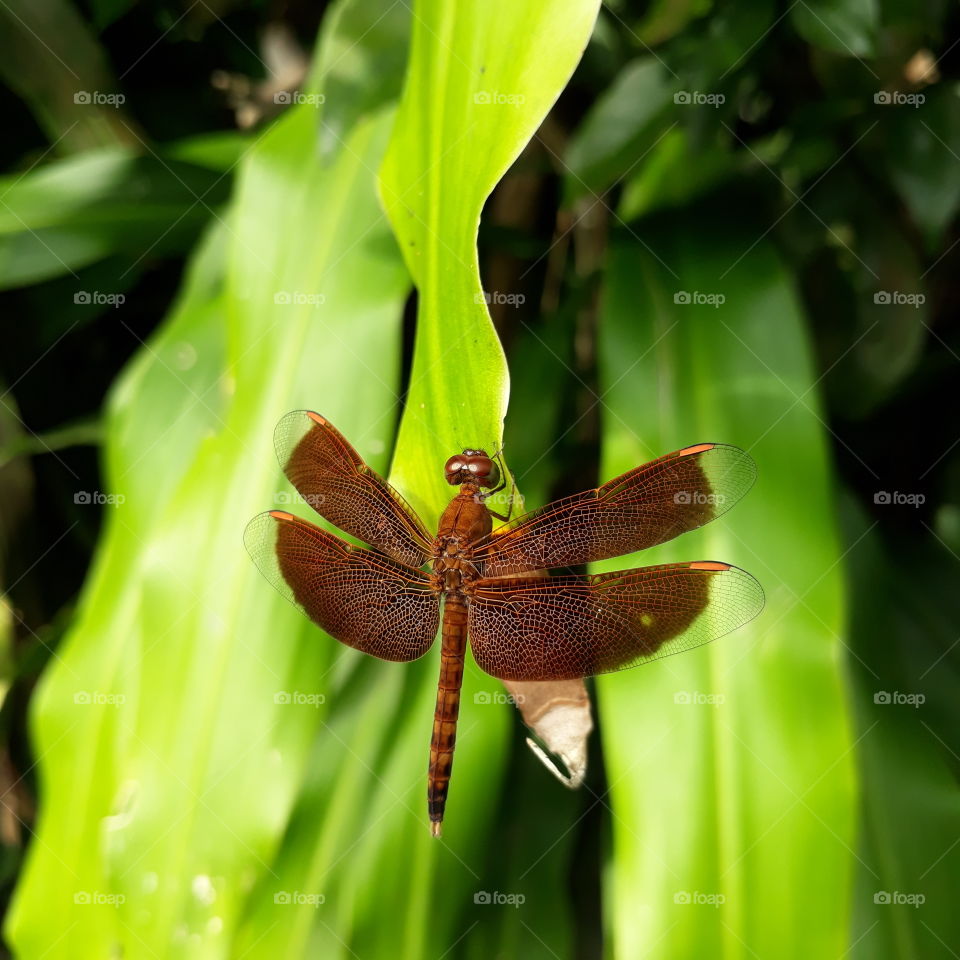 A dragonfly (in Batak languange: Nimbur) perched on a dracaena leaf.